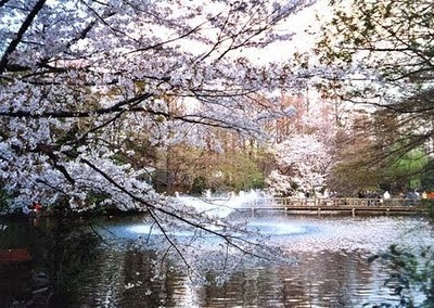 Sakura e lago.